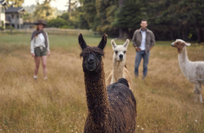 Llamas at SCP Mendocino Inn and Farm.