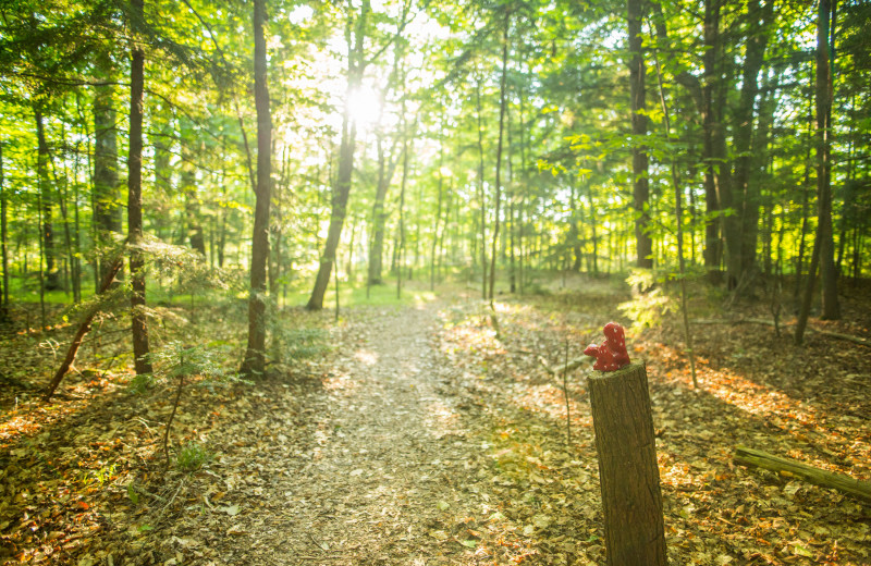 Forest at Door County Cottages.