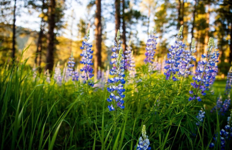 Wild flowers at Colorado Trails Ranch.