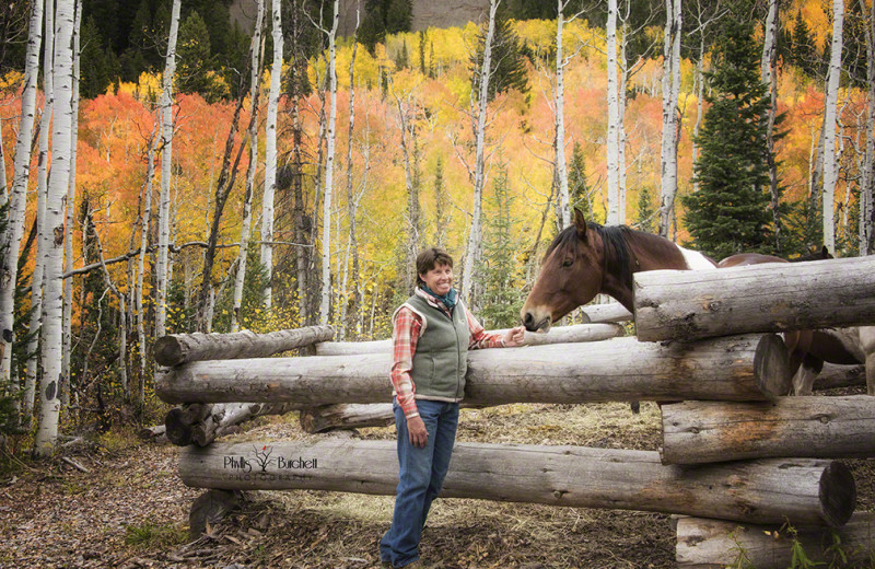 Horses at Wild Skies Cabin Rentals.