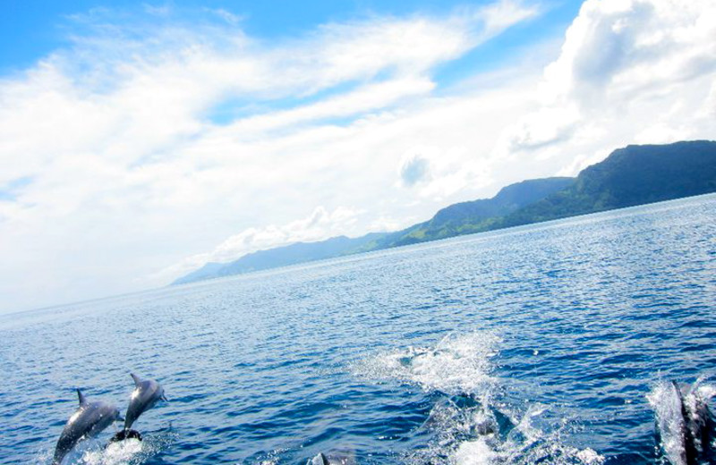 Dolphins at Koro Sun Resort