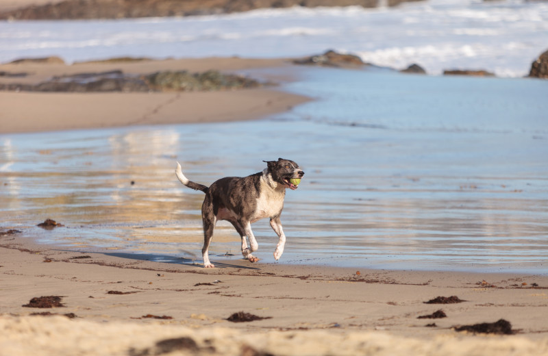 Pets welcome at Beach Realty.