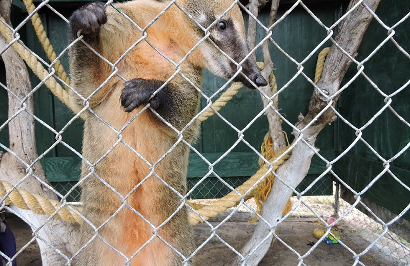 Kodamundi at The Exotic Resort Zoo.