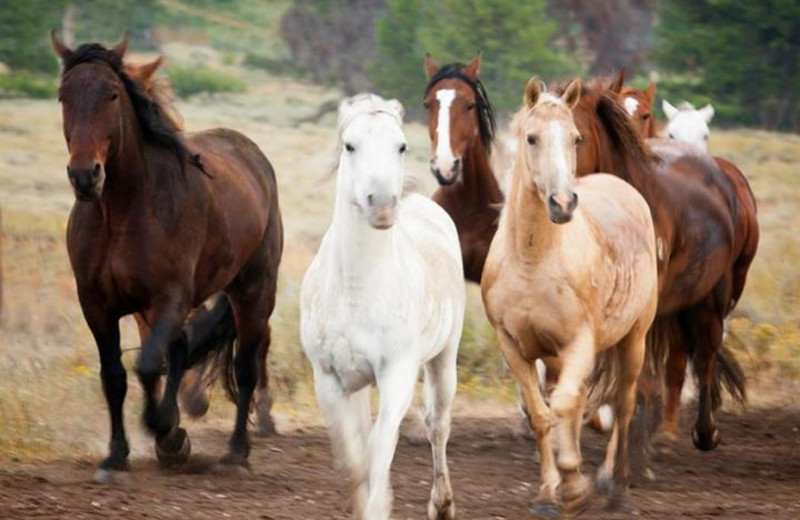 Horses at Triangle X Ranch.