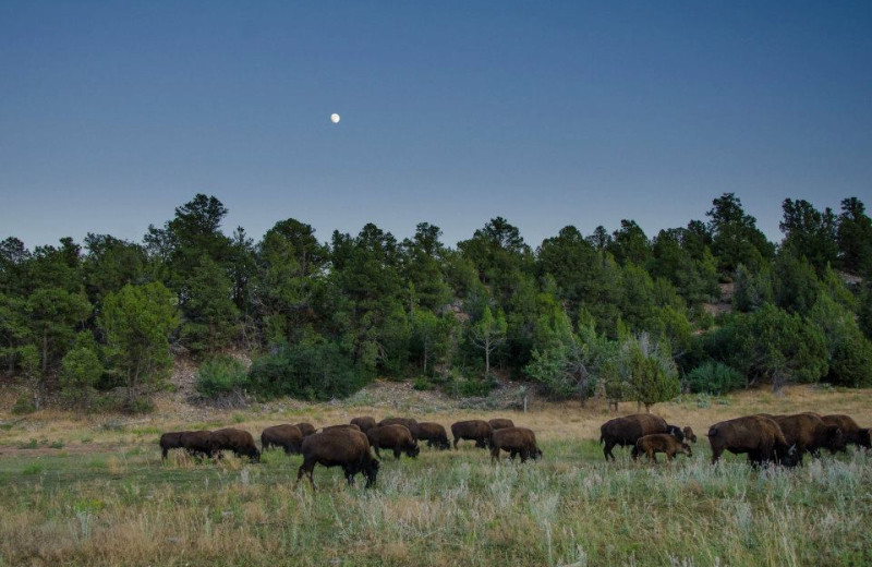 Bison at Zion Mountain Ranch.