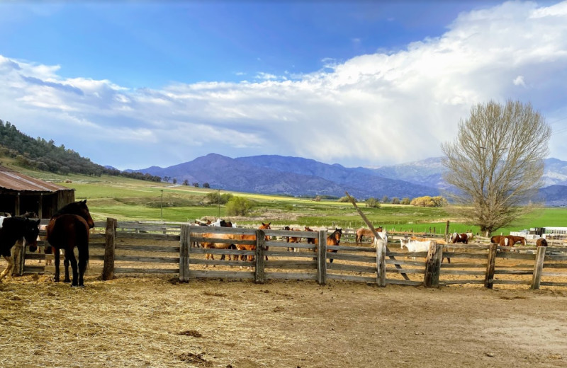 Horses at Rankin Ranch.