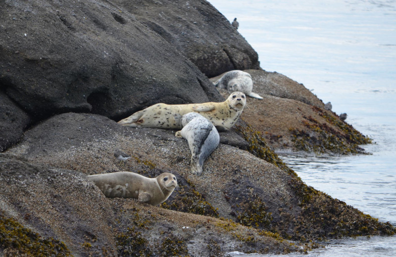 Seals resting on rocks at Smuggler's Villa Resort.