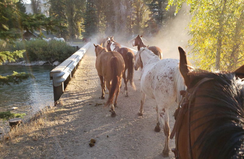 Horses at Spotted Horse Ranch.