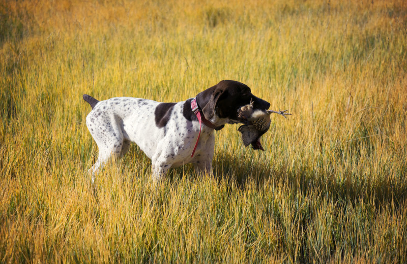 Hunting at Castle Valley Outdoors.