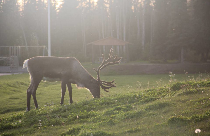 Elk at Soldotna B&B Lodge and Alaska Fishing Charters.