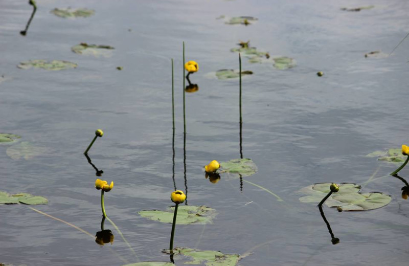 Wild Flora at Woman River Camp