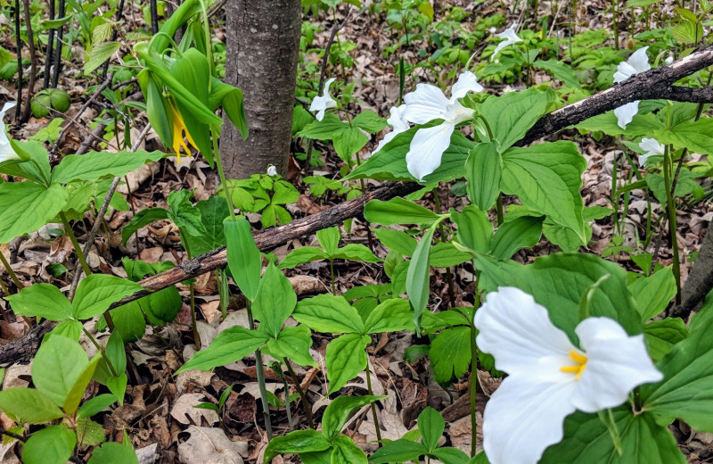 Plants at Little Norway Resort.