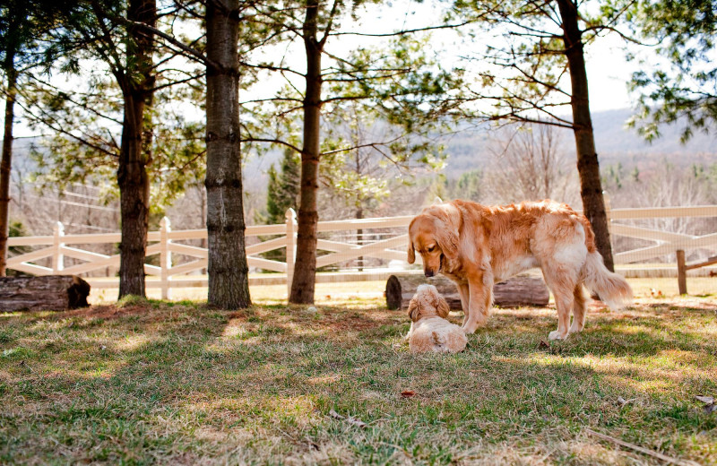 Dogs at dog park at Emerson Resort