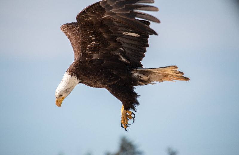 Eagle at The Fireweed Lodge.