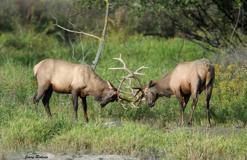 Elk at Ninepipes Lodge.