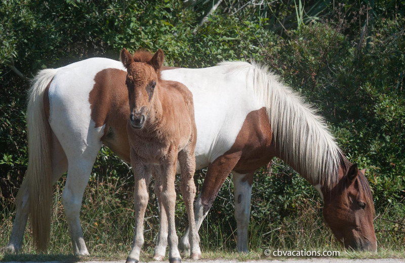 Wild horses at CBVacations.com