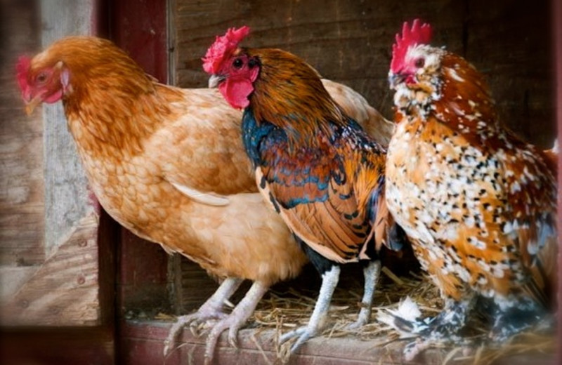 Farm chickens at Roseledge Country Inn.