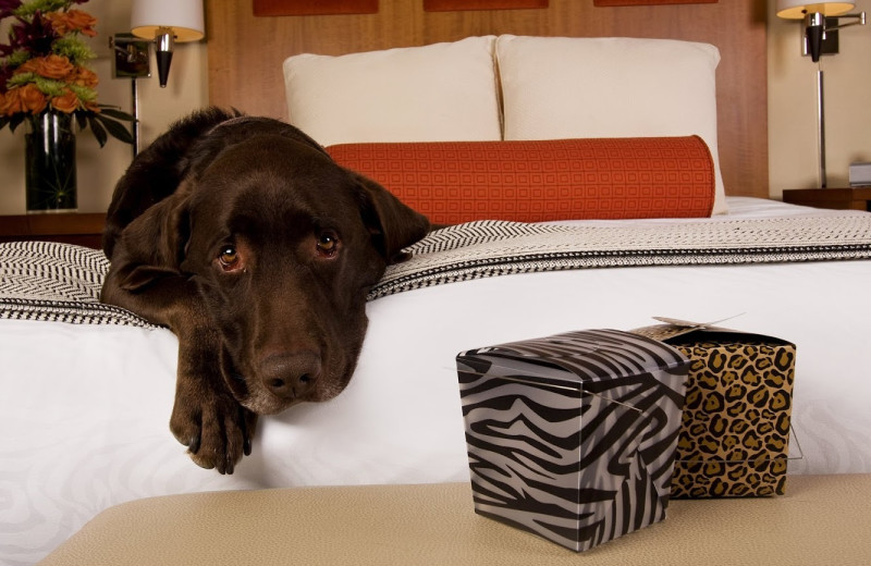 Pet friendly rooms at Hotel Palomar.