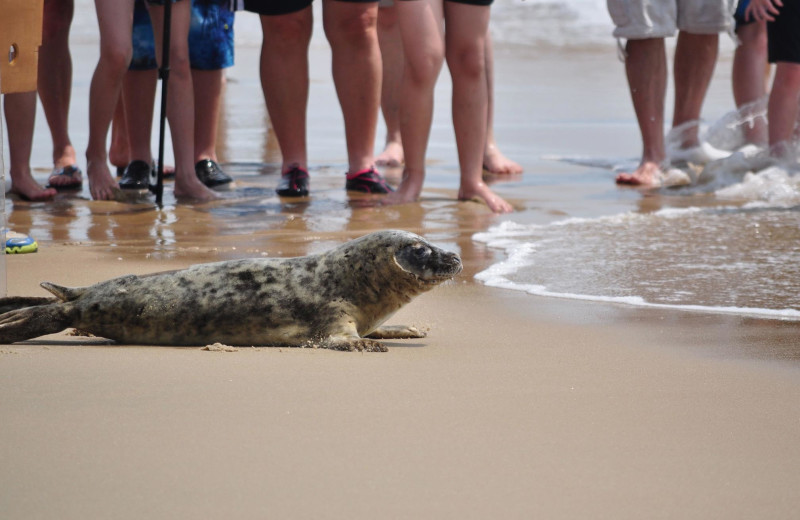 Seal release at CBVacations.com