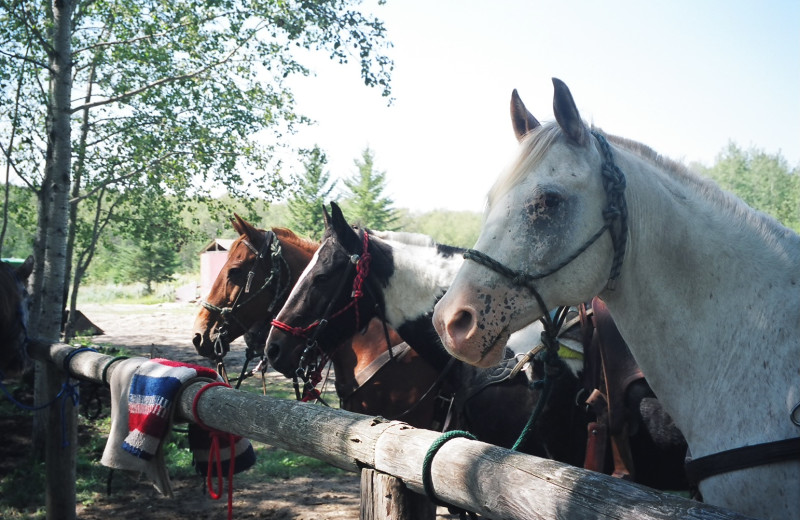 Horses at Trailhead Ranch.