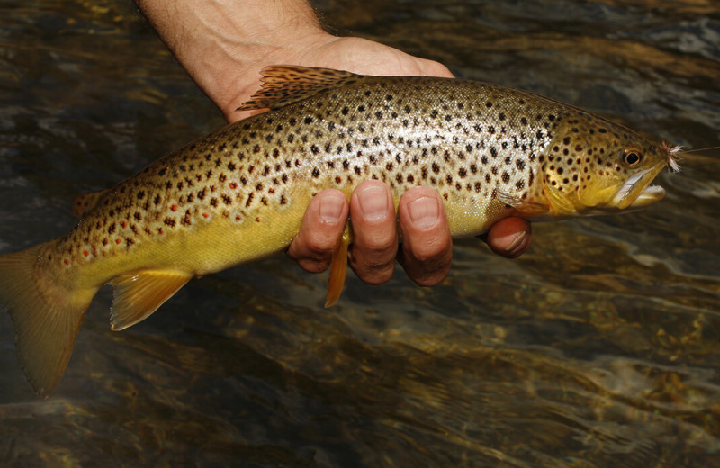 Fishing at X Diamond Ranch.