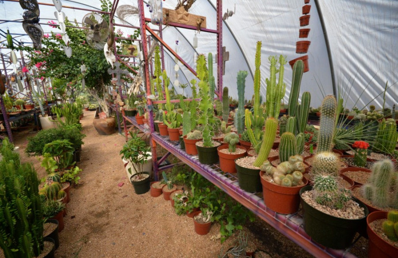 Greenhouse near Cabin 71.