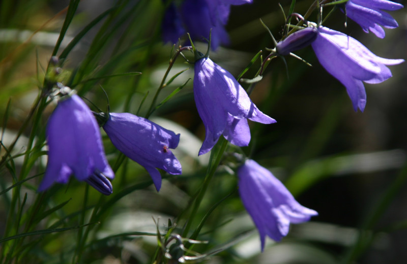 Flowers at Kenai Backcountry Lodge.