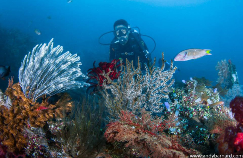 Diving at Tauch Terminal Resort Tulamben.