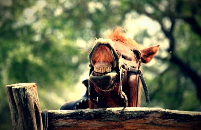 Horsing around at Rancho Cortez.