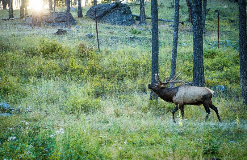 Elk at Averill's Flathead Lake Lodge.