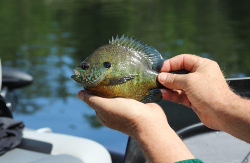 Fishing at North Country Inn.