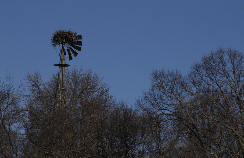 Bird nest at Ebert's North Star Resort.