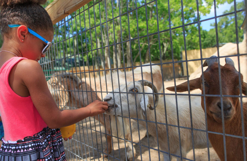 Zoo near Caribe Resort.