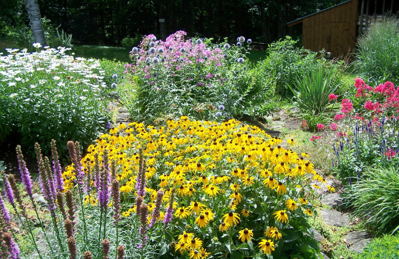 Amazing perennial gardens at Darby Field Inn.