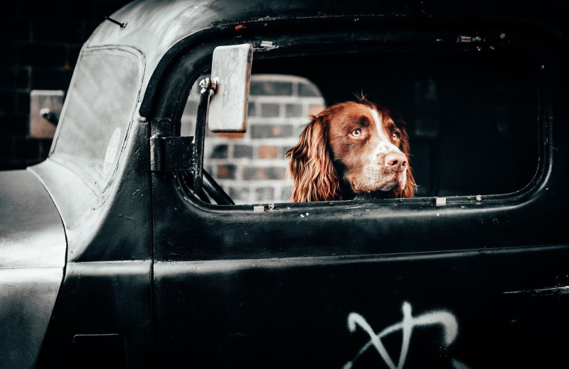 Pets welcome at Berlin Grande Hotel.