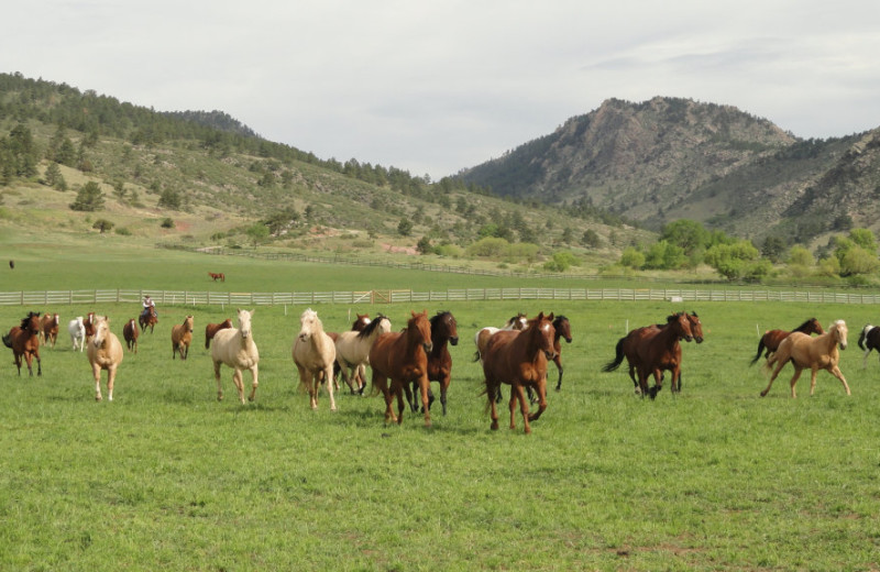 Horses running at  Sylvan Dale Guest Ranch.