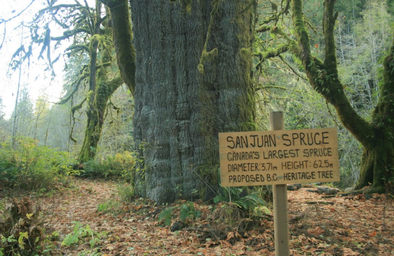 Canada's largest spruce tree near Honeymoon Bay Lodge & Retreat.