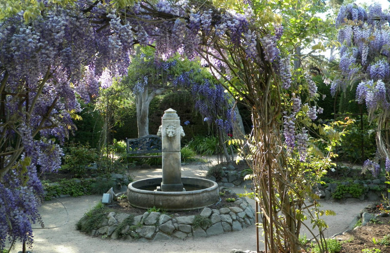 Wisteria in the Rose Garden at Cambria Pines Lodge.