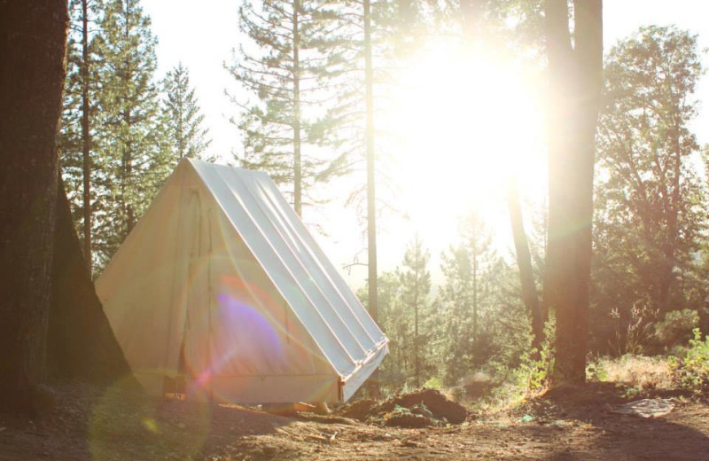 Tent at Precious Forest.