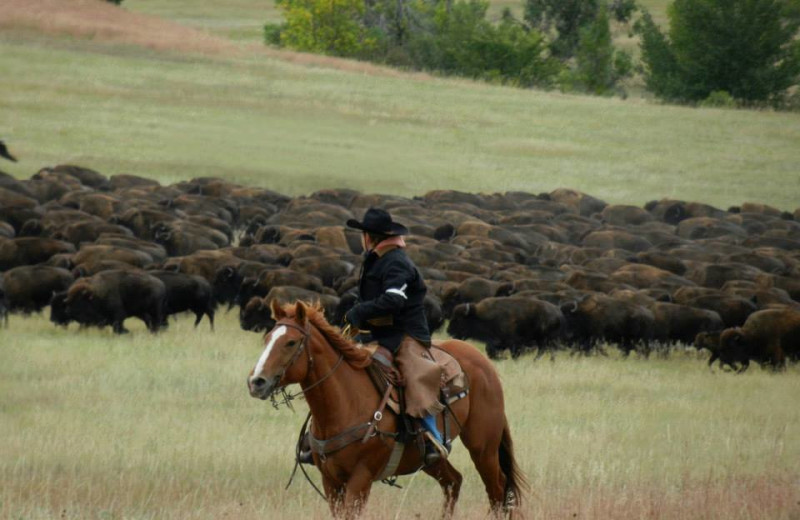 Annual Custer Round up just 30 min. from our cabins