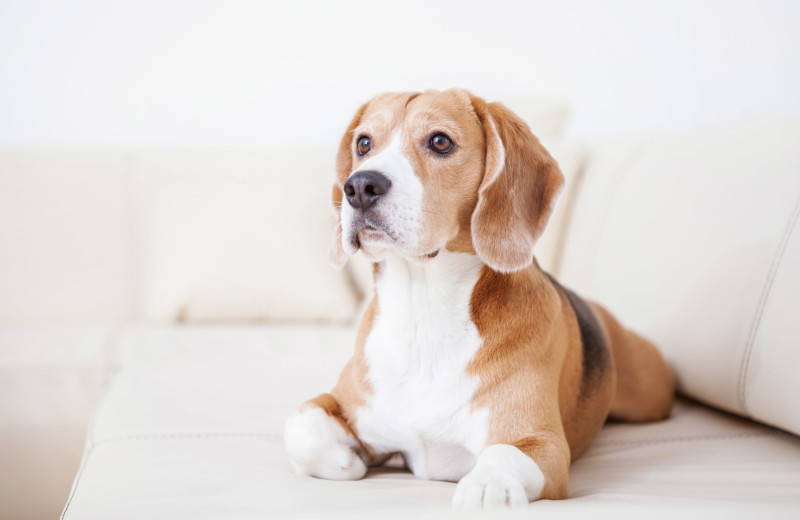 Pets welcome at Trump National Doral Miami.