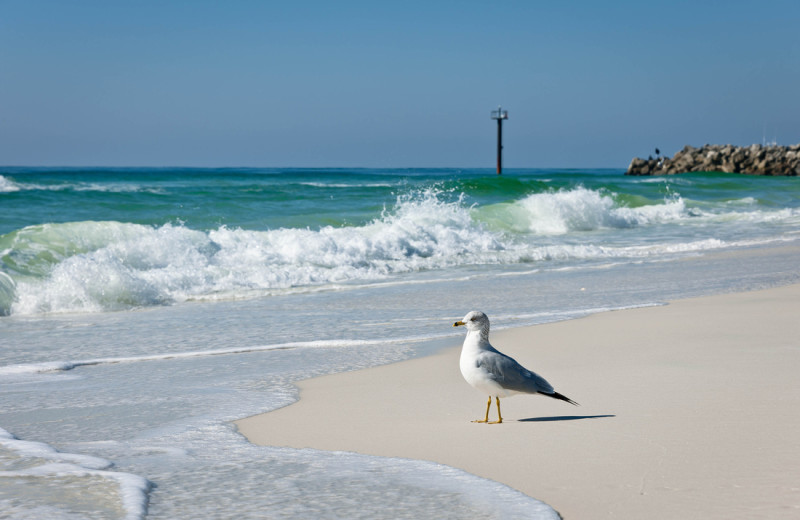 Beach at The Islander in Destin.