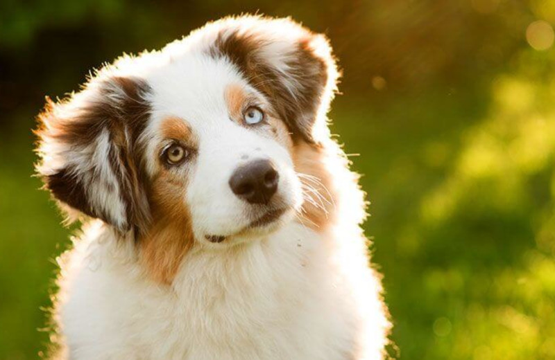 Pets welcome at Quimby Country Lodge & Cottages.