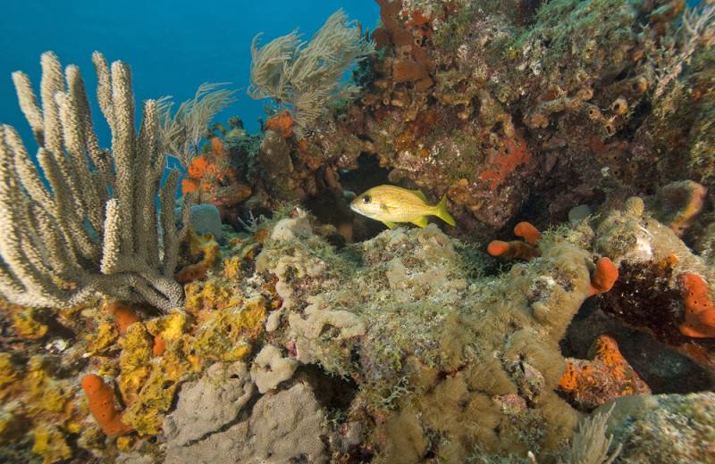 Diving near Key West Vacation Rentals.