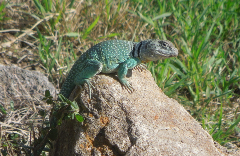 Lizard at Thunderbird Resort.