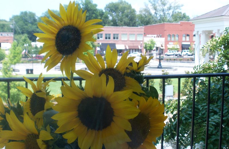 View from James Madison Inn.