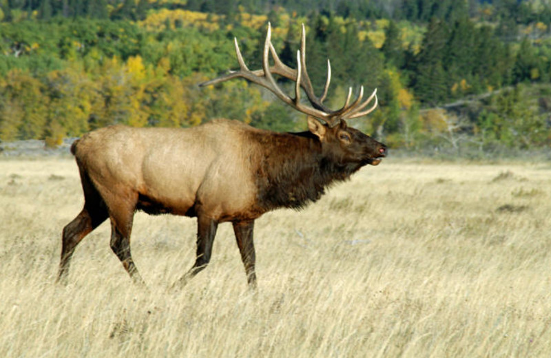 Wildlife at The Great Bear Inn.