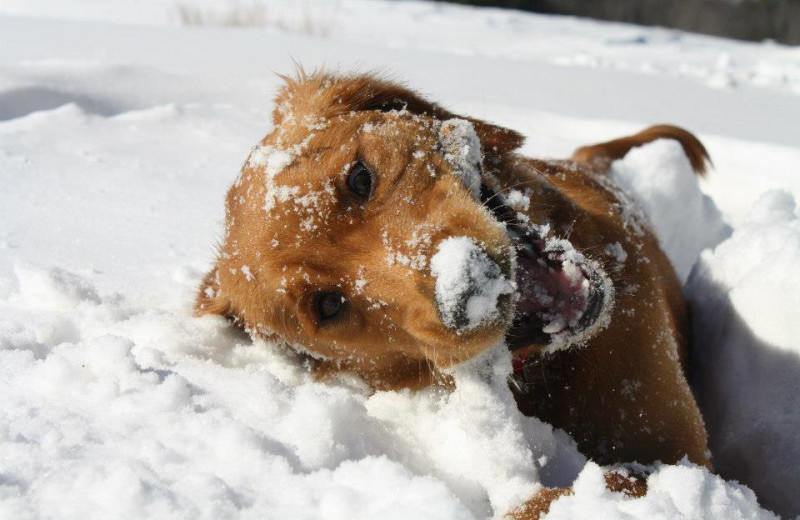 Pet friendly accommodations at Mammoth Property Reservations.