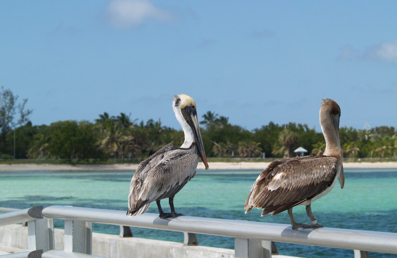 Pelicans at Mermaid & Alligator Key West.