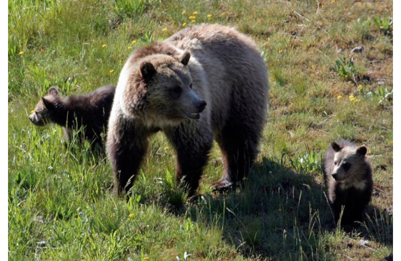 Bears at Big Moose Resort.